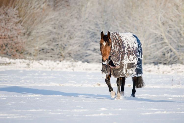 Sam in the snow