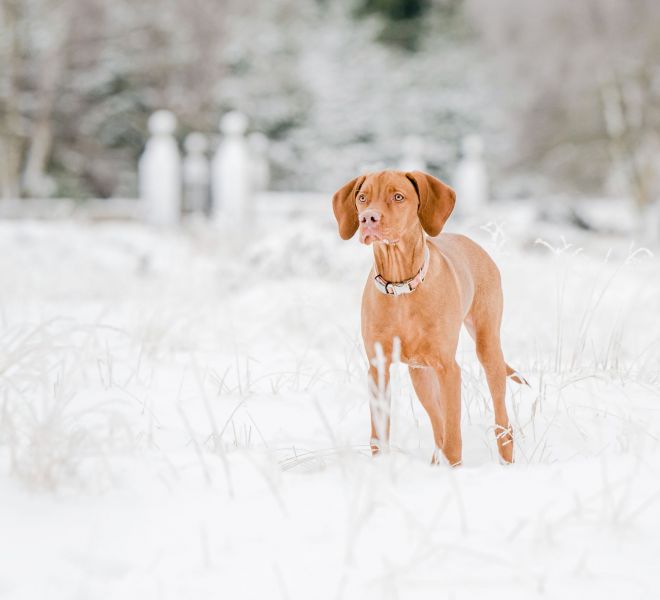 Winterwonderland dog photo shoot