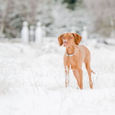 Winterwonderland dog photo shoot