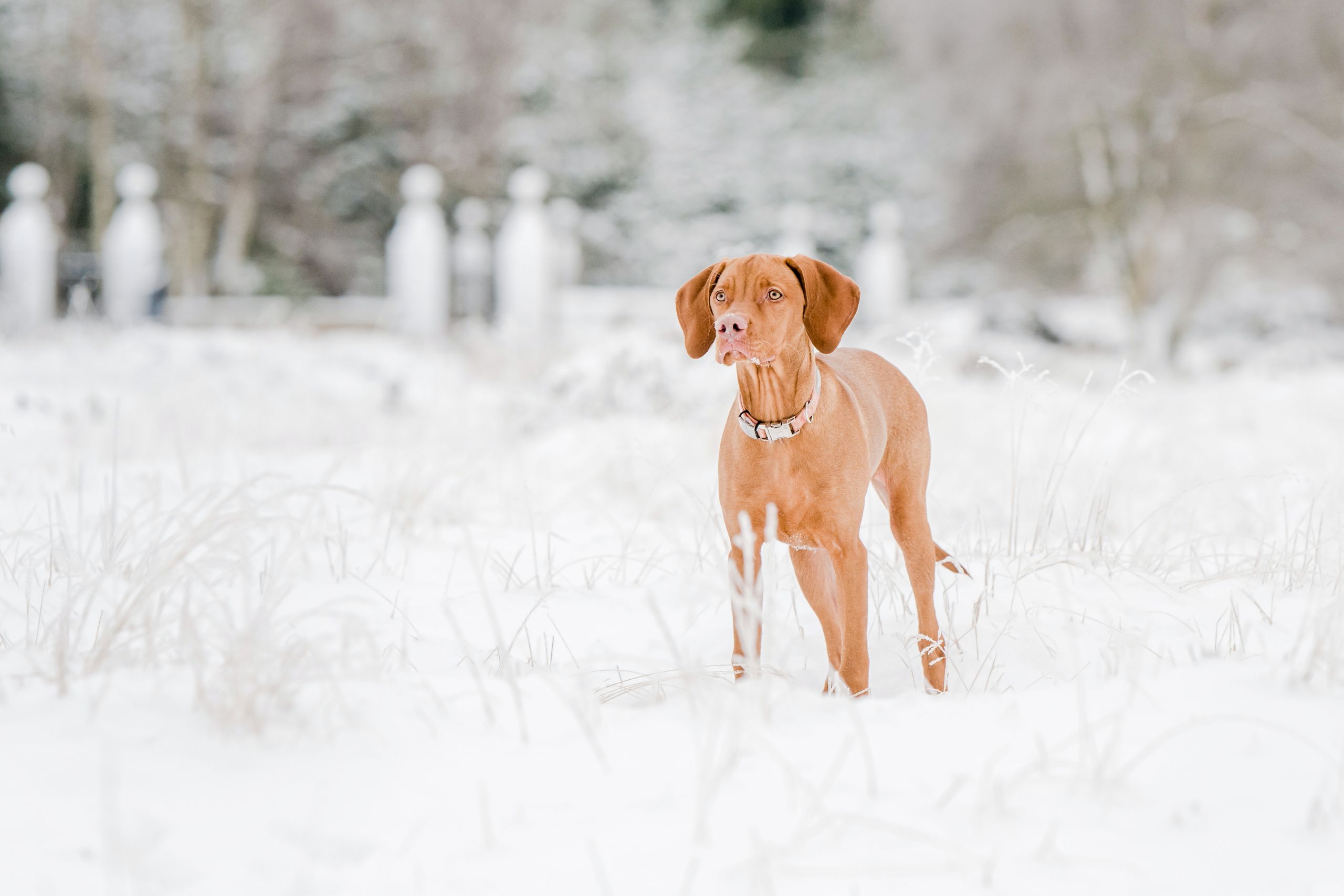 Winterwonderland dog photo shoot