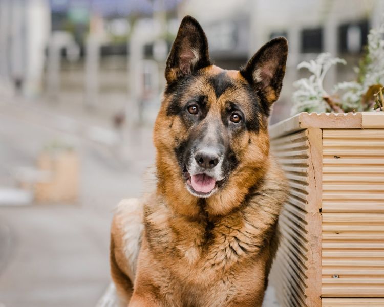 German Shepherd in Aberdeen