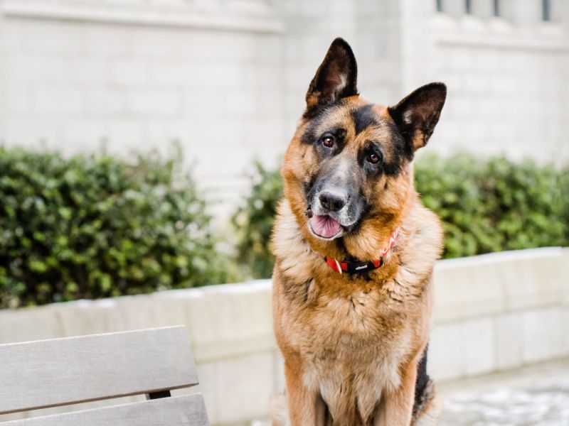 German Shepheard at Marischal College