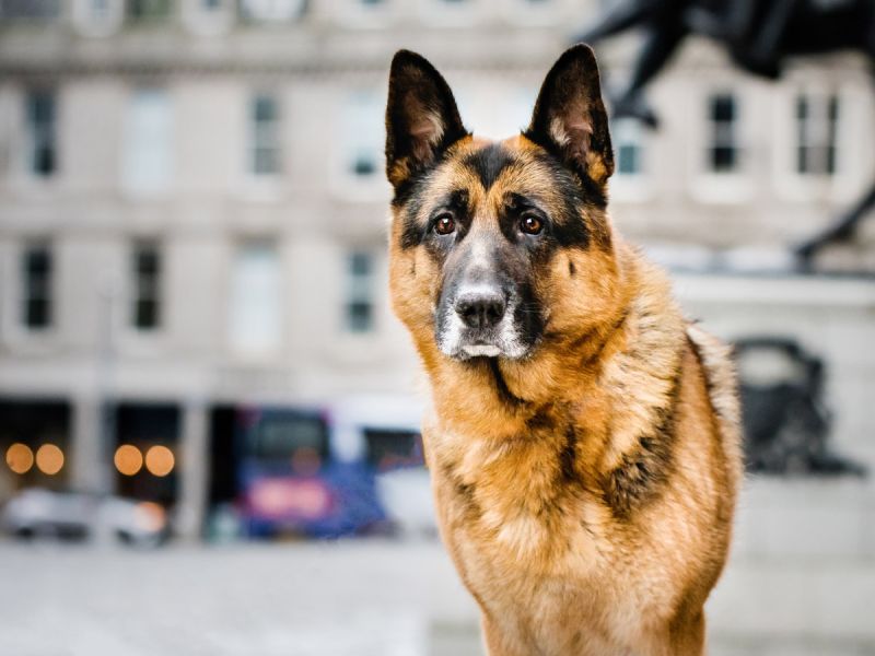 Aberdeen dog photo session