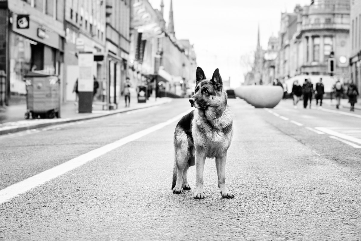 German shepherd on union street aberdeen