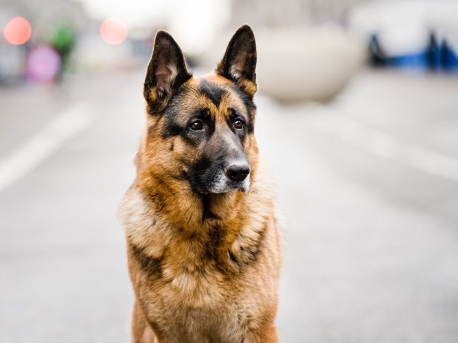 Dog on union street aberdeen