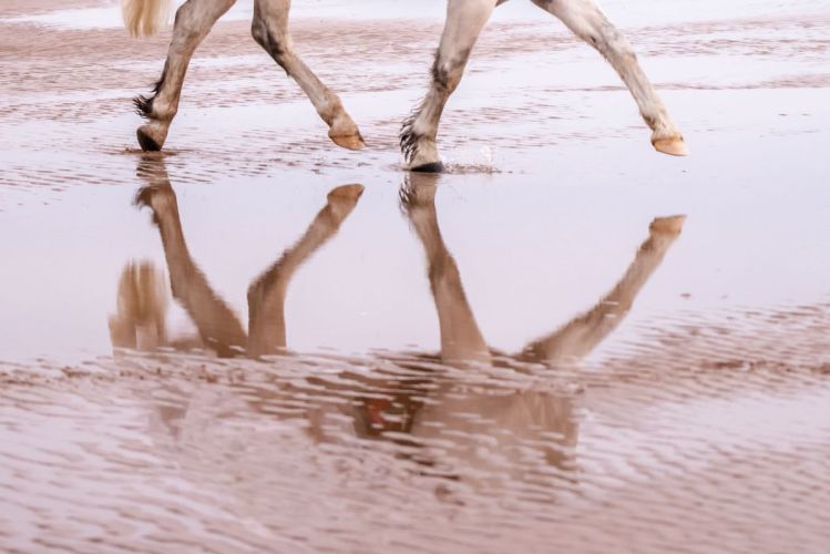 Horses reflection in the water
