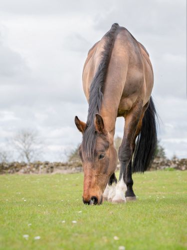 equine photography