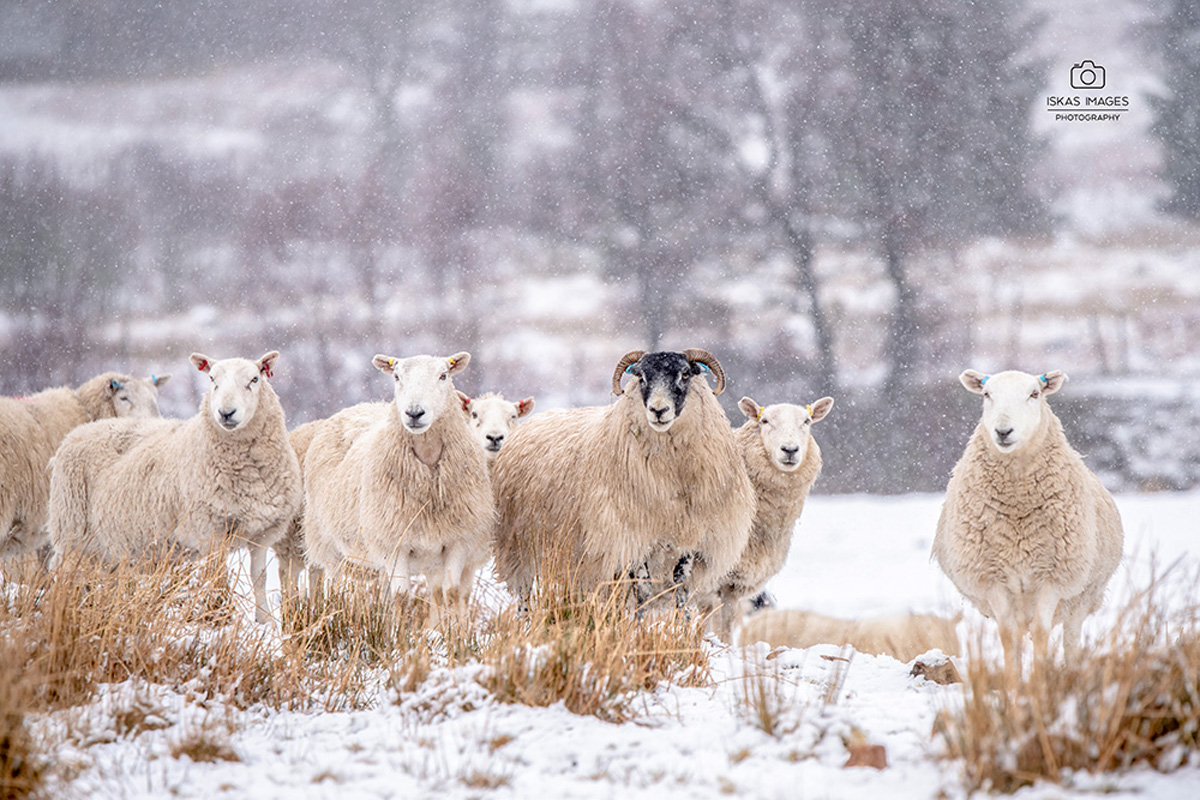 Sheep in the snow at Glendye
