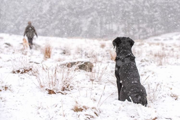 black labrador - gundog