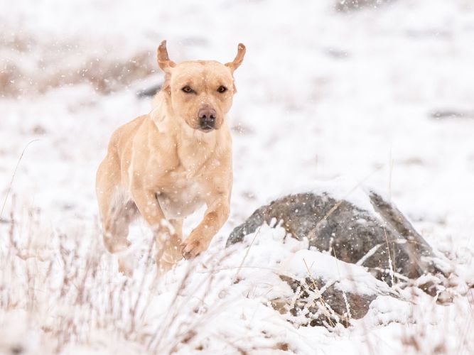 Auchentore gundog