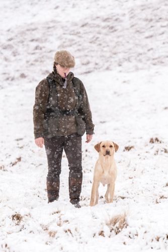 Working gundog photo