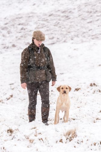 Working gundog photo