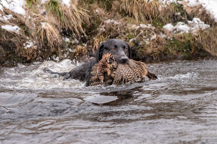 Labrador in the water