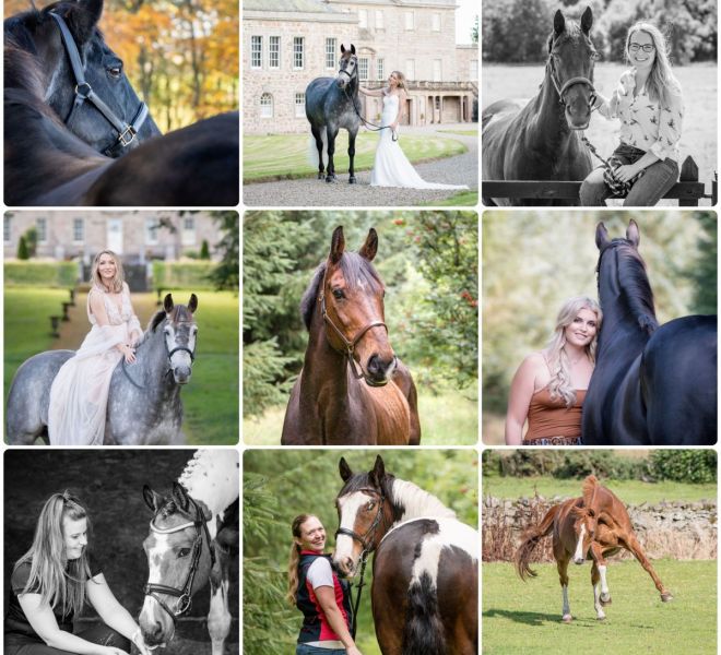 collage of horse photos