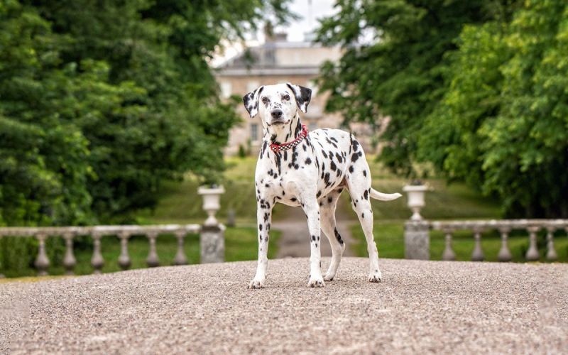 Aberdeen dog photographer