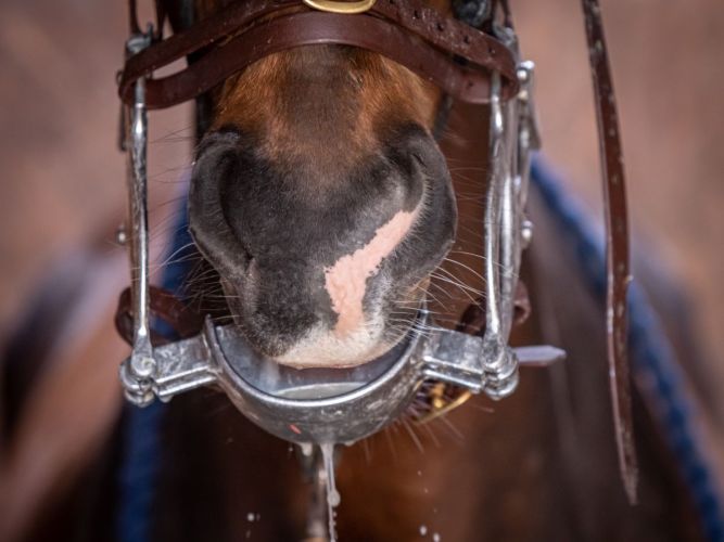 Brand photography for equine businesses