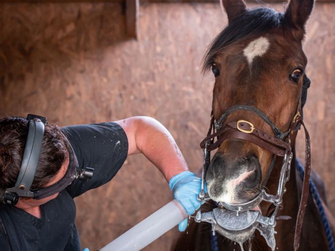 Brand photography for horse businesses