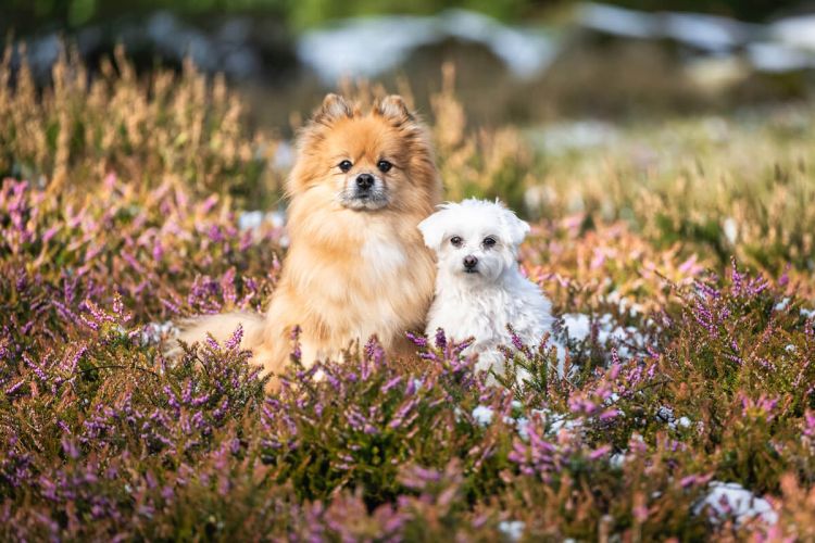 Dogs in a remember me photo session